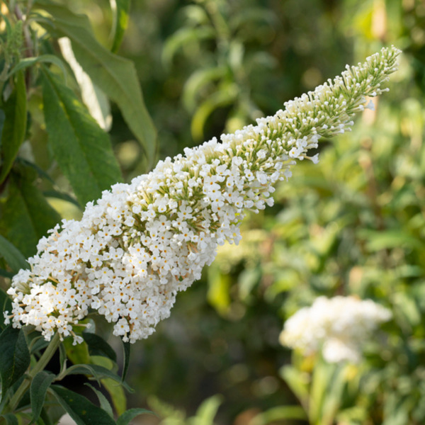 Schmetterlingsflieder 'Peace' von Mein schöner Garten für 16,99 € ansehen!