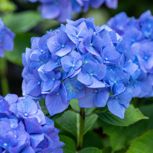 Bild 1 von Gartenhortensie, Blau