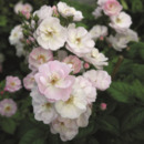 Bild 1 von Ramblerrose 'Perennial Blush'