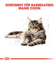 Bild 3 von ROYAL CANIN® Trockenfutter für Katzen Maine Coon Adult