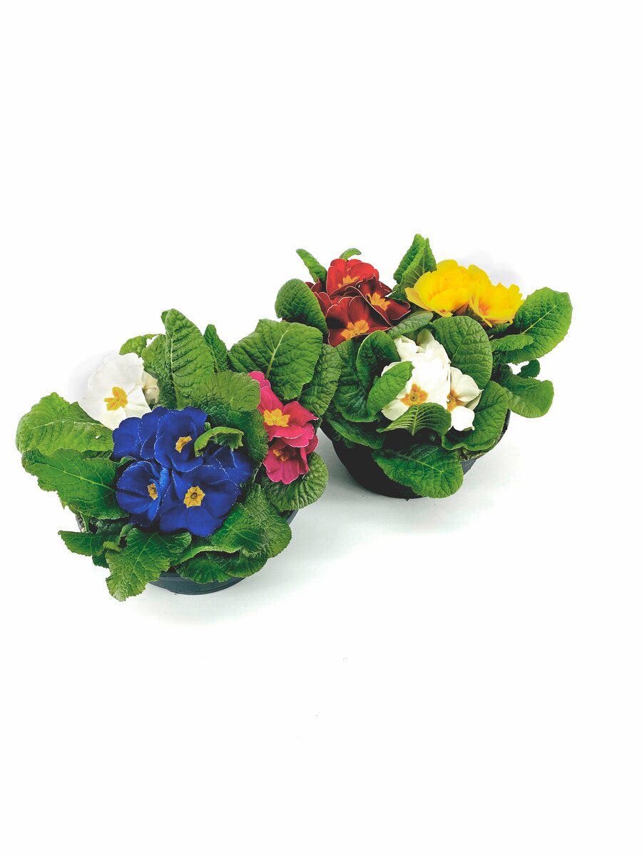 Bild 1 von Primeln in Schale