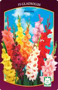 Bild 1 von Frühjahrs-Blumenzwiebeln 'Gladiolen Mischung 10/12'
