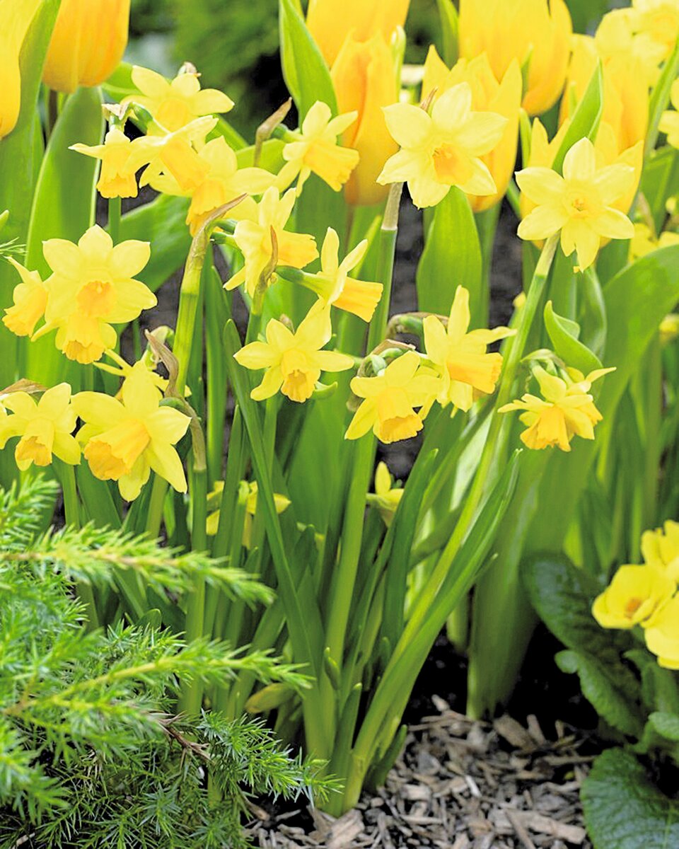 Bild 1 von Narzissen 'Tête-à-Tête' im 14 cm Topf