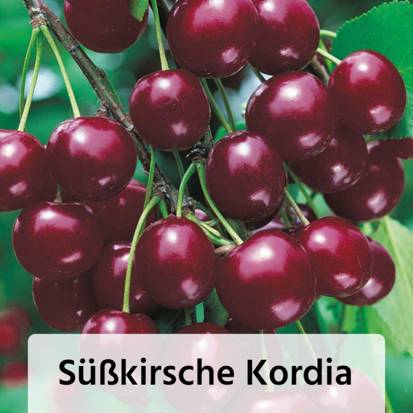 48+ Obstbäume Im Angebot Diese Woche, Was kostet obstbaum bei aldi
