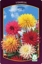 Bild 1 von Frühjahrs-Blumenzwiebeln 'Dahlien Kaktus-Mischung'