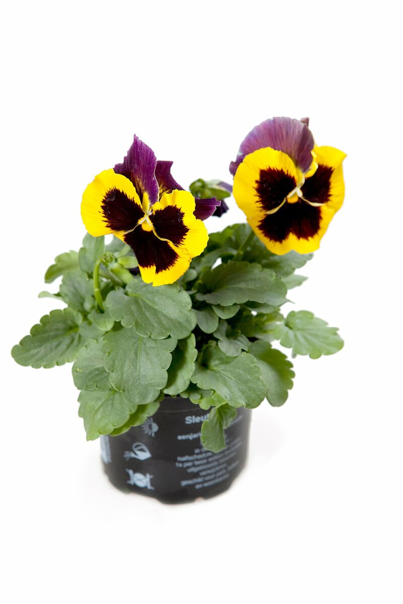 Bild 1 von Stiefmütterchen oder Hornveilchen