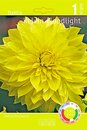 Bild 1 von Dahlie Color versch. Farben z.B.: Kelvin Floodlight