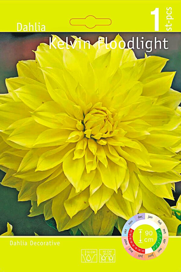 Bild 1 von Dahlie Color versch. Farben z.B.: Kelvin Floodlight