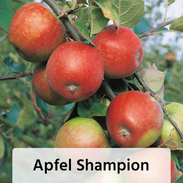 Obstbaum im Jutesack von Norma ansehen!