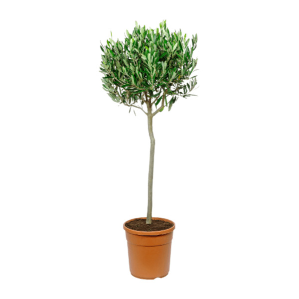 GARDENLINE Mediterranes Stämmchen von ALDI Nord ansehen!