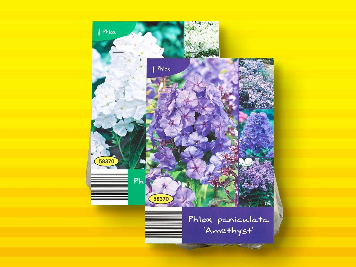 Bild 1 von Winterharte Stauden, 
         Packung