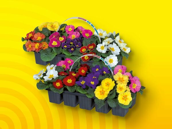 Primeln im 10erTray, 10erTray von Lidl ansehen!