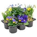 Bild 2 von GARDENLINE Bunter Frühling Frühlings-Mix, 6er-Tray