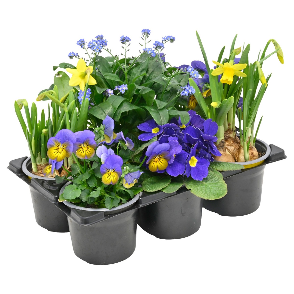 Bild 2 von GARDENLINE Bunter Frühling Frühlings-Mix, 6er-Tray