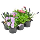 Bild 1 von GARDENLINE Bunter Frühling Frühlings-Mix, 6er-Tray