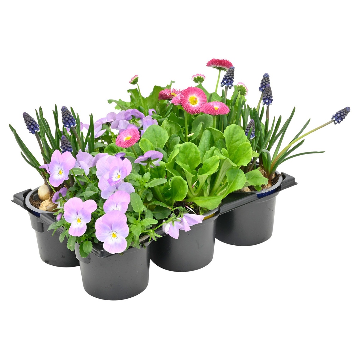 Bild 1 von GARDENLINE Bunter Frühling Frühlings-Mix, 6er-Tray