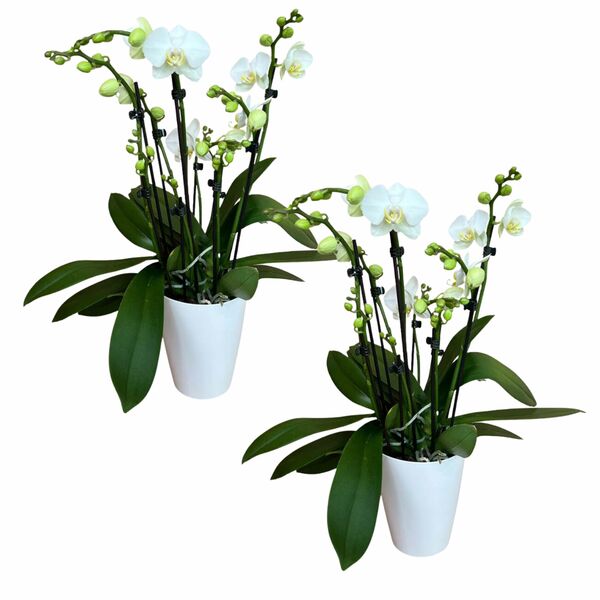Bild 1 von 8+ rispiges Orchideen 2er Set + Übertopf weiß