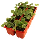 Bild 1 von GARDENLINE Erdbeerpflanzen, 6er-Tray