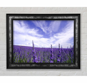 Lavendelfeld im Himmel - Einzelne Bilderrahmen Kunstdrucke