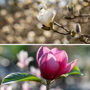 Stern- & Tulpen-Magnolien Set, 2 Pflanzen