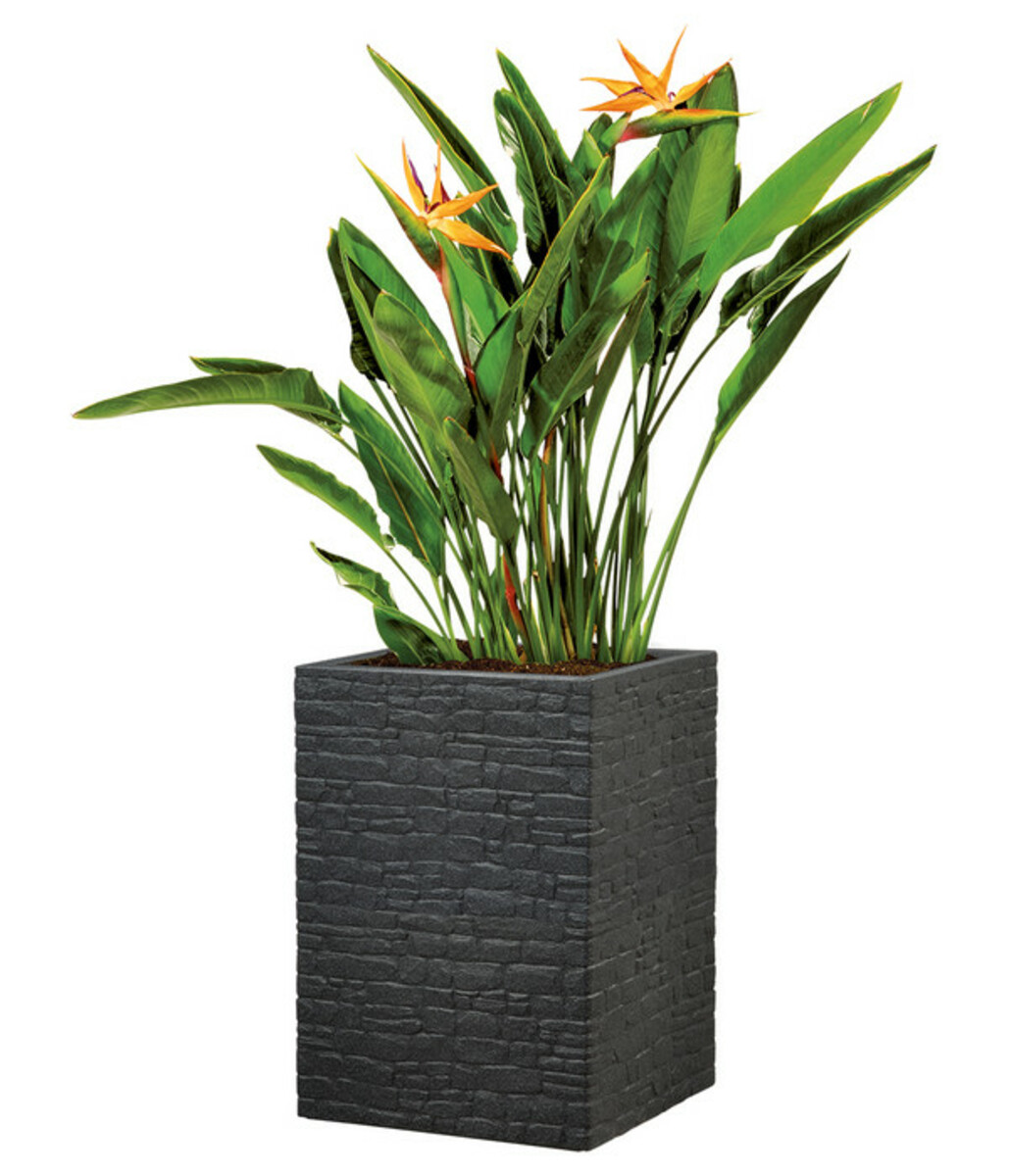 Bild 2 von Scheurich Kunststoff-Topf Muretto High, quadratisch