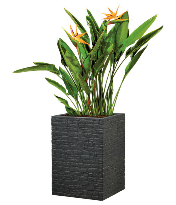 Bild 2 von Scheurich Kunststoff-Topf Muretto High, quadratisch