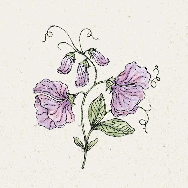 Bild 1 von Jora Dahl Saatgut Duftwicke 'Elegance Lavender'