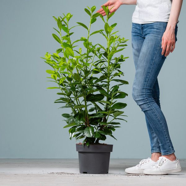 Kirschlorbeer 'Novita' von Blume2000 für 29,99 € ansehen!