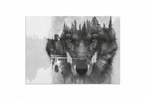 Home affaire Acrylglasbild »Wolf«, 60/40 cm