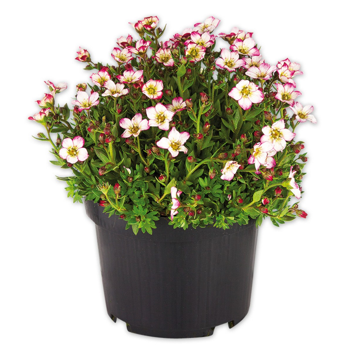 Bild 3 von Steinbrech "Saxifraga"