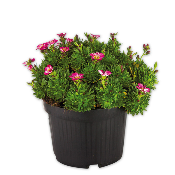 Bild 2 von Steinbrech "Saxifraga"