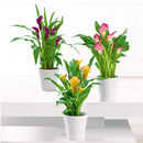 Bild 1 von Calla "Zantedeschia"