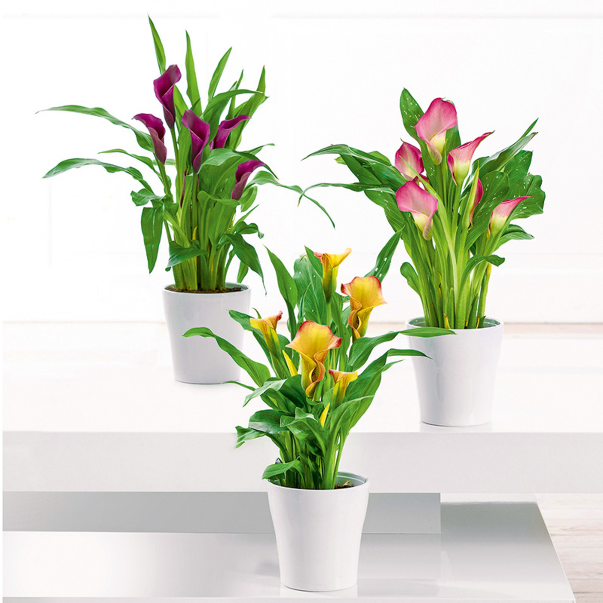 Bild 1 von Calla "Zantedeschia"