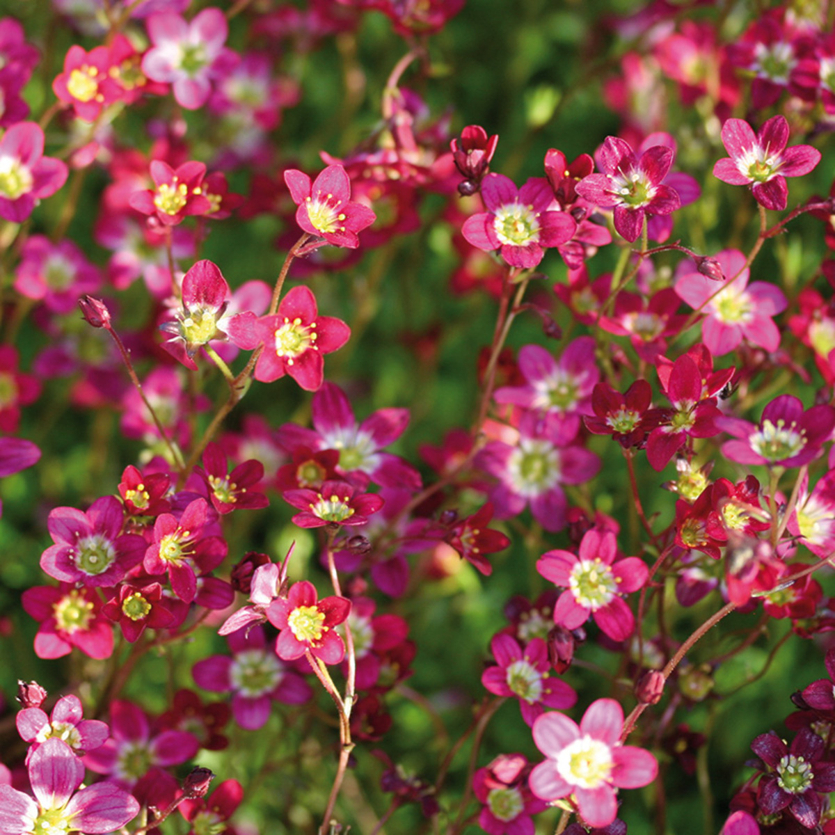 Bild 4 von Steinbrech "Saxifraga"