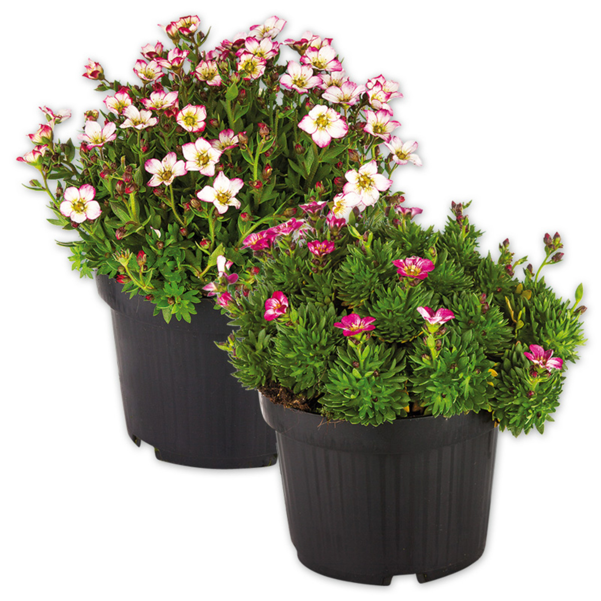 Bild 1 von Steinbrech "Saxifraga"