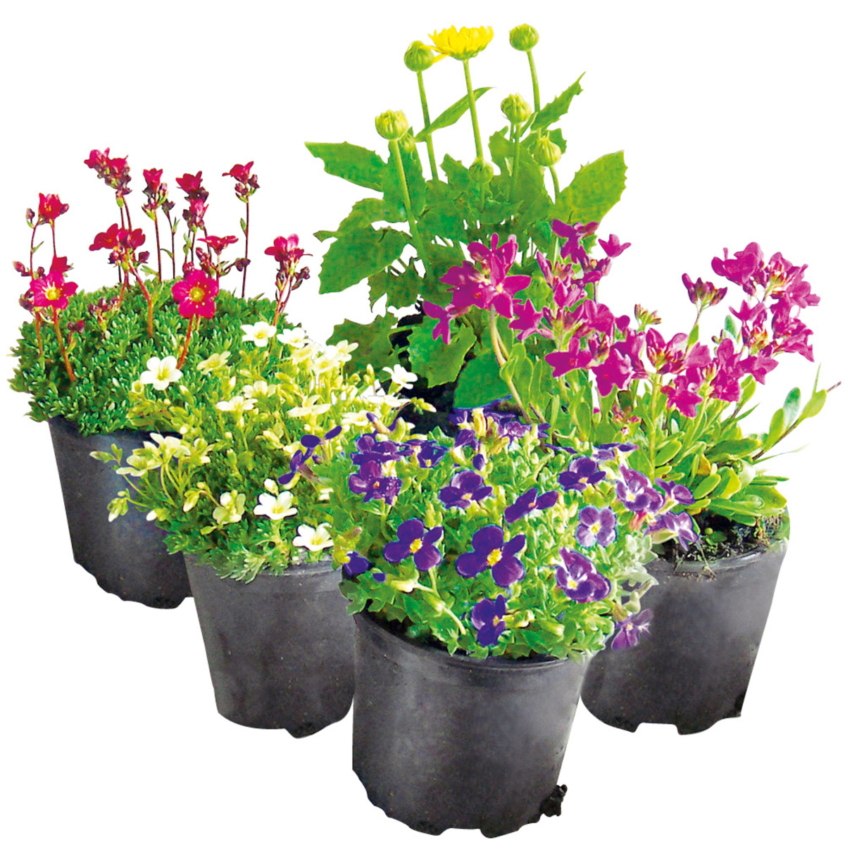 Bild 1 von Blütenstauden im 11 cm Topf