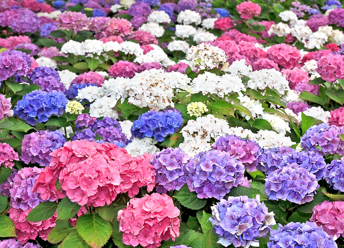 Bild 1 von Hortensie im 15cm Topf