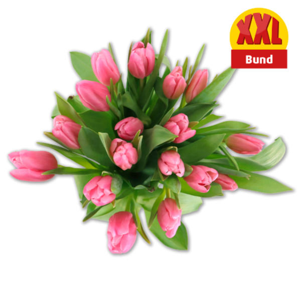 Bild 1 von Tulpen*