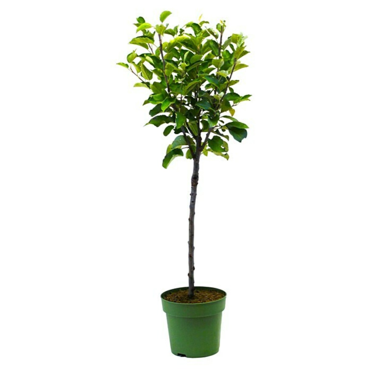 Bild 1 von Piardino Apfelbaum