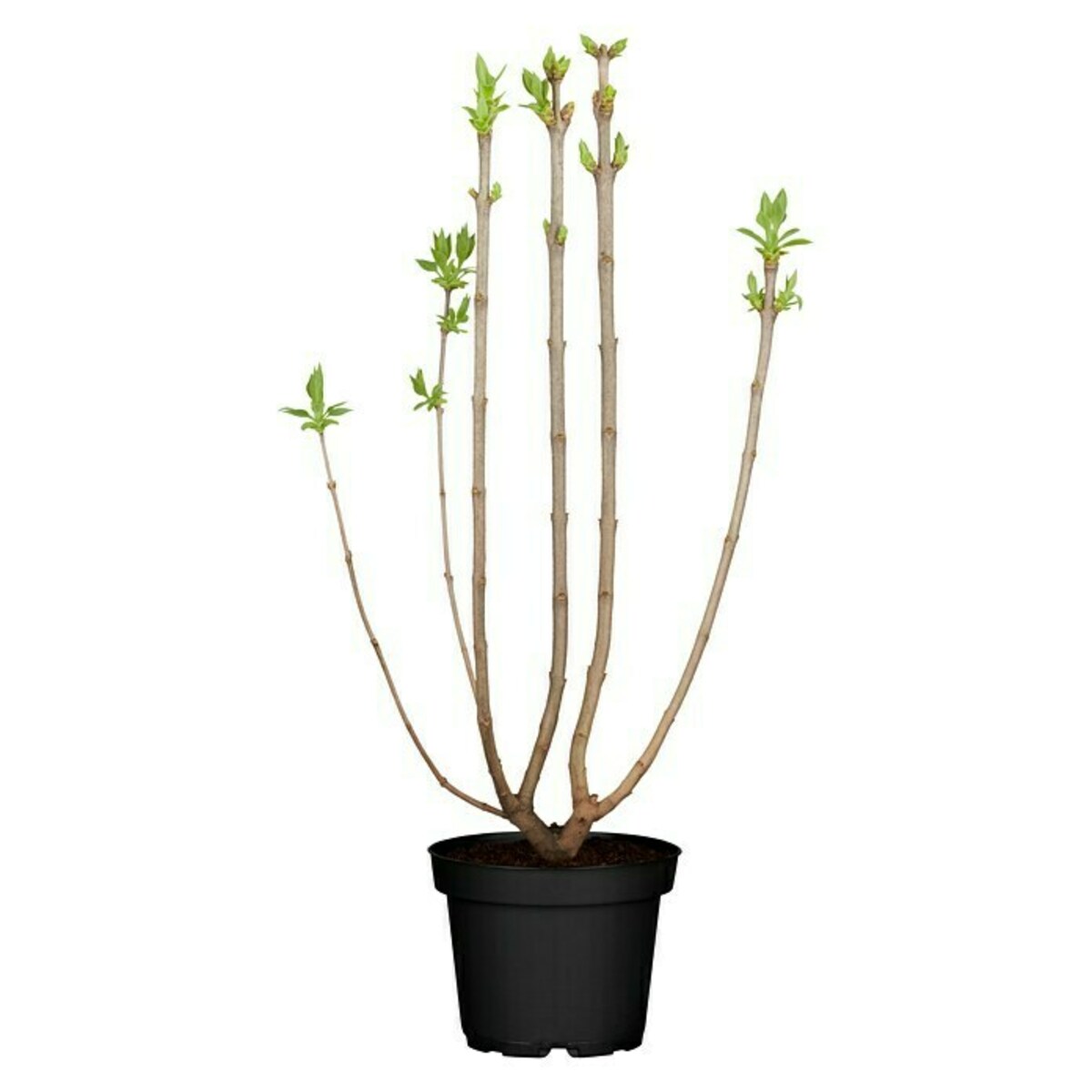 Bild 3 von Piardino Flieder