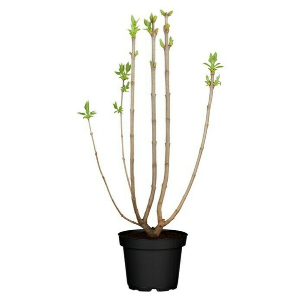 Bild 3 von Piardino Flieder