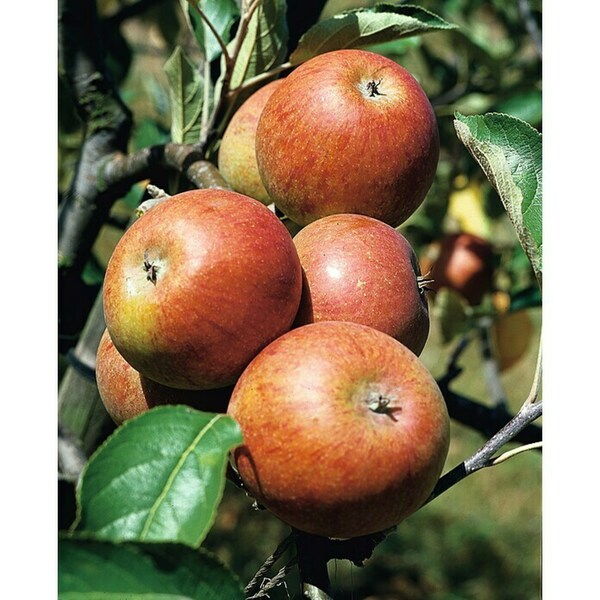 Bild 2 von Piardino Apfelbaum