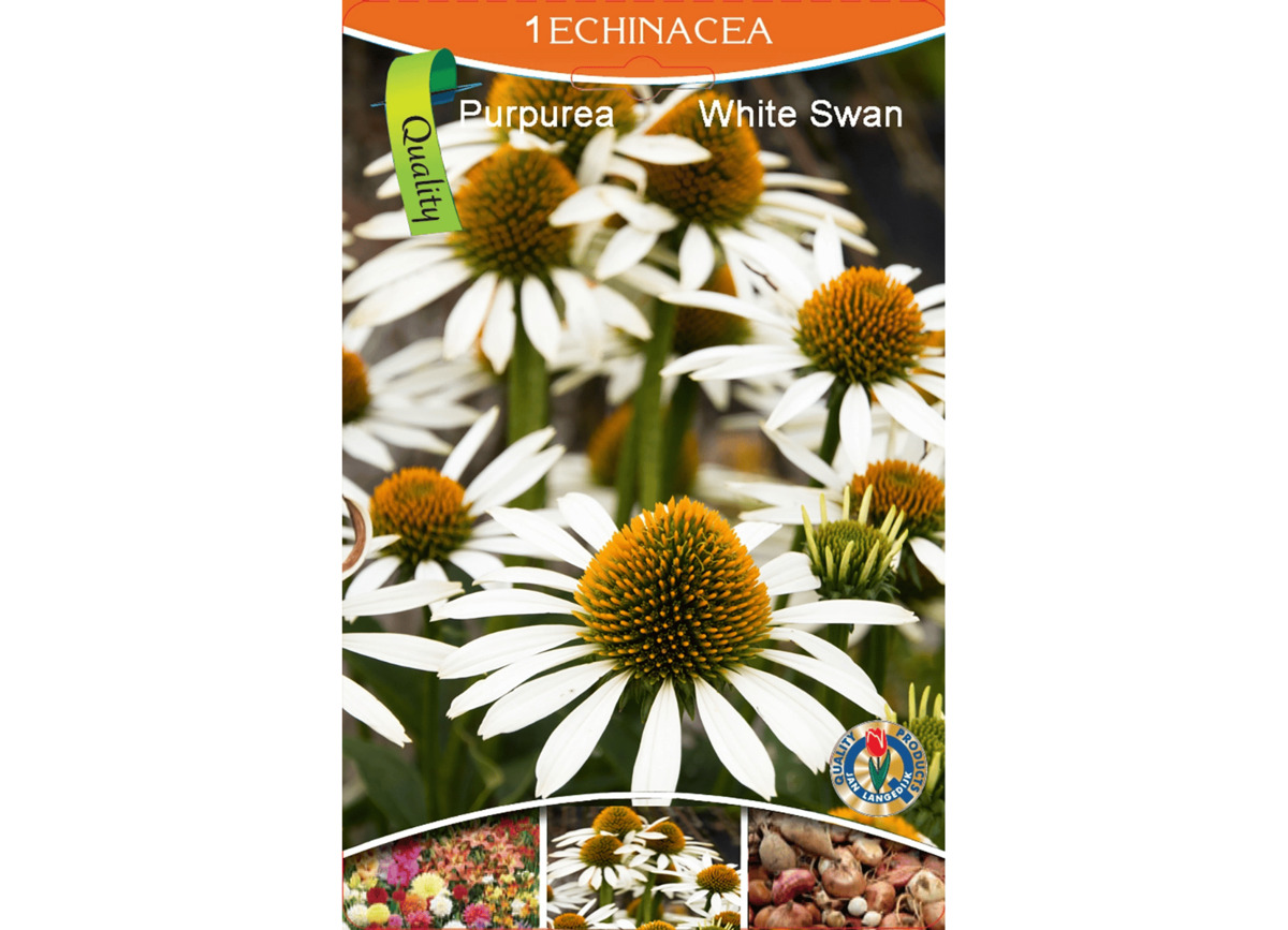 Bild 1 von Echinacea Sonnenhut