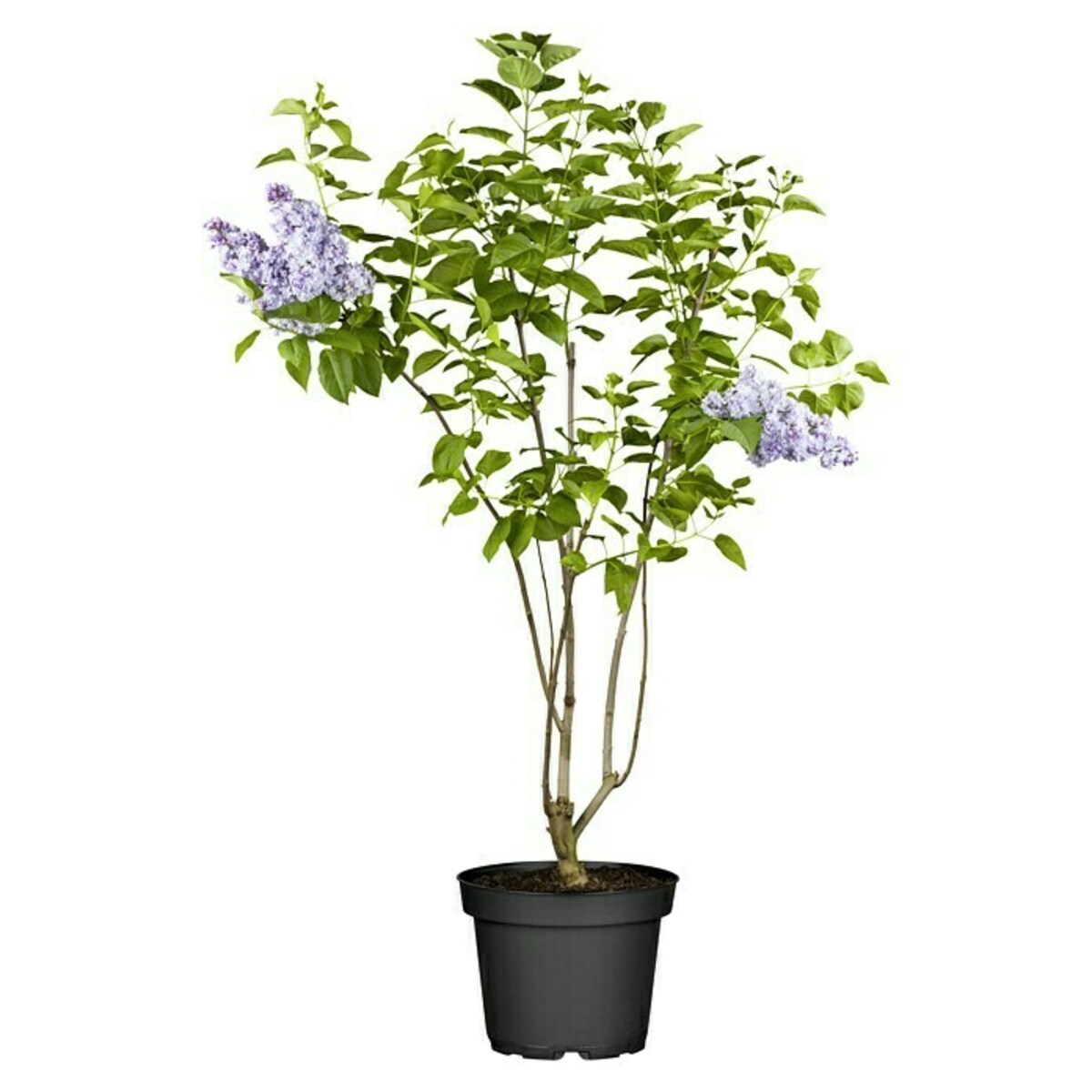 Bild 1 von Piardino Flieder