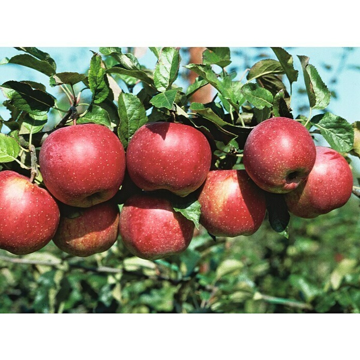 Bild 3 von Piardino Apfelbaum