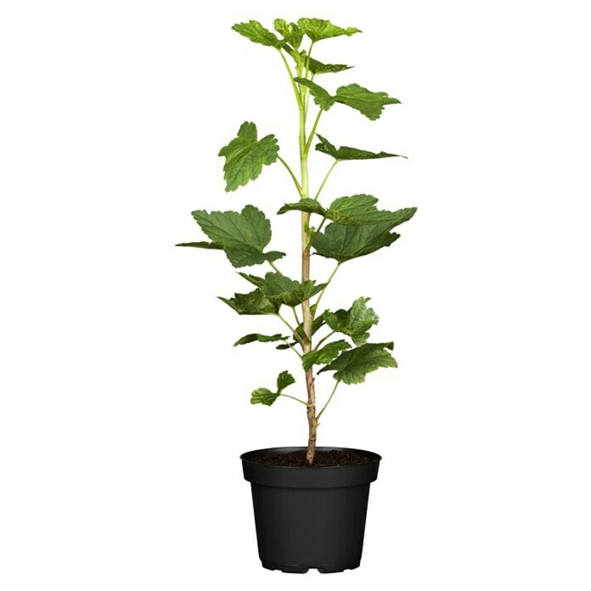 Bild 2 von Rote Johannisbeere Bio - Jonkheer van Tets