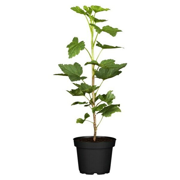 Bild 2 von Rote Johannisbeere Bio - Jonkheer van Tets