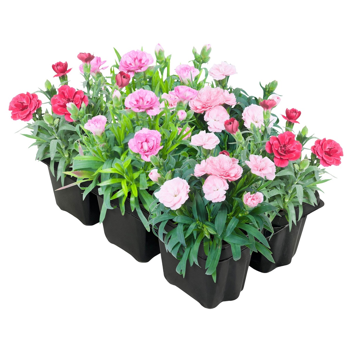 Bild 1 von GARDENLINE Dianthus-Trio