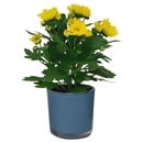 Bild 4 von GARDENLINE Mini-Blühpflanze