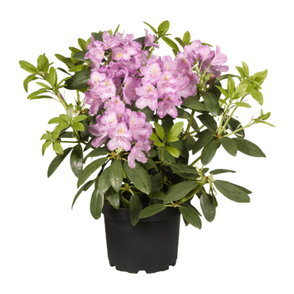 Bild 2 von GARDENLINE Rhododendron-Busch
